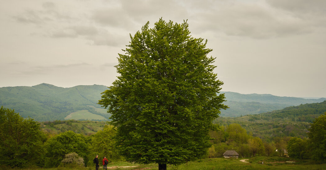 Protecting the Ancient Beech Trees of Romania