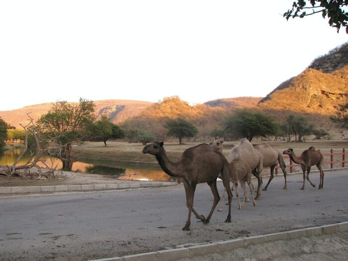 Hills and camels, Salalah, Oman by Omar AV via Wikimedia cc