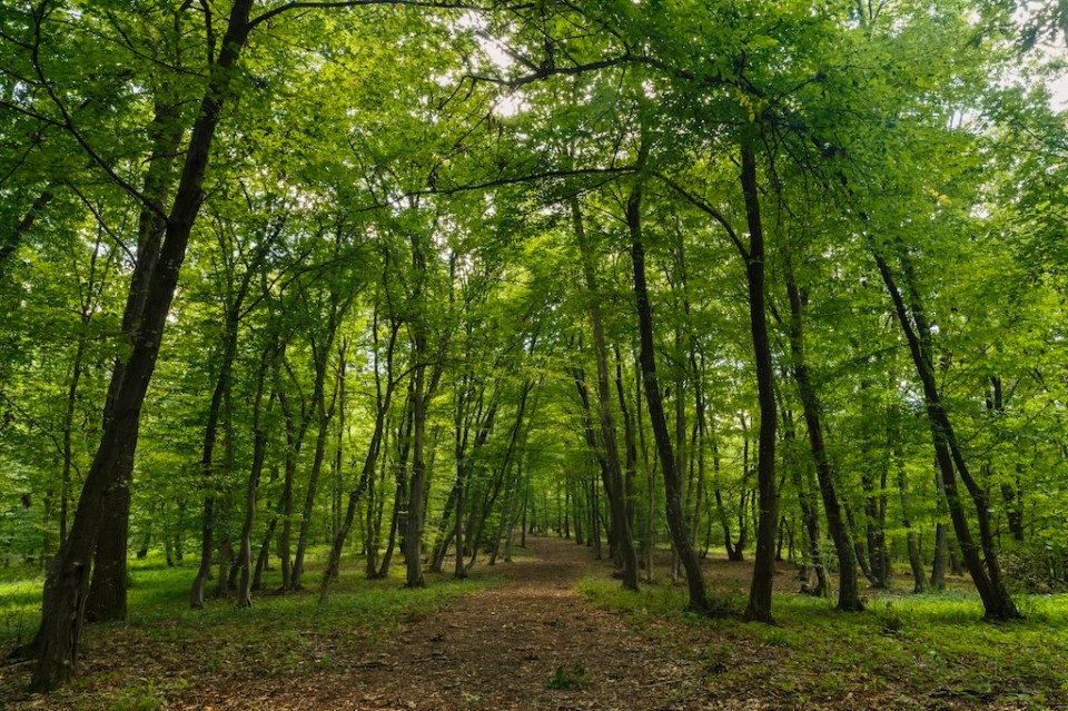 mysterious forest, Hoia-Baciu, Romania Near Cluj