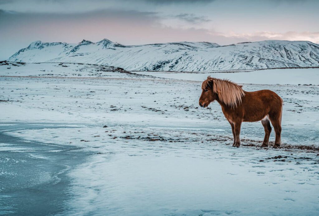 Brown Horse Standing Among Beautiful Snowy Mountains.