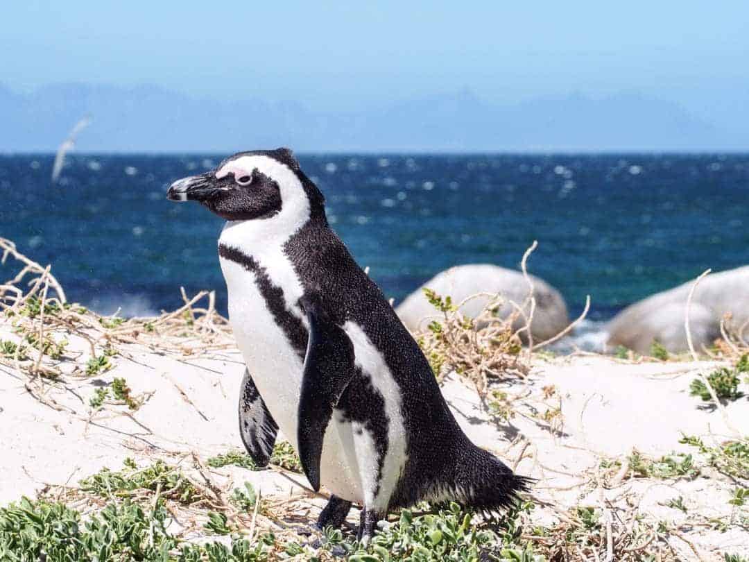 Penguins Boulder Beach Fun Things To Do In Cape Town
