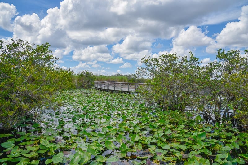 boardwalk over the wetlands in Everglades National Park