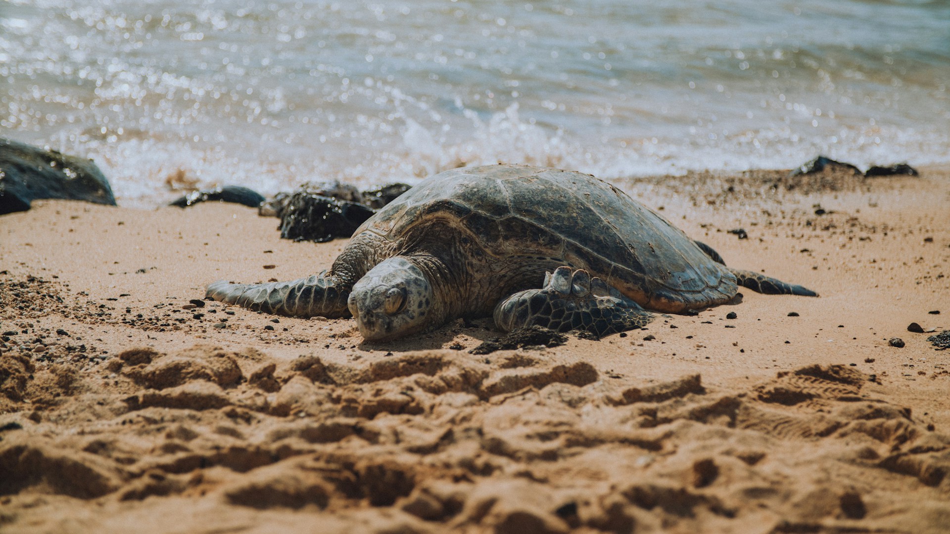 Turtle on Poipu Beach (photo: Zane Persaud)