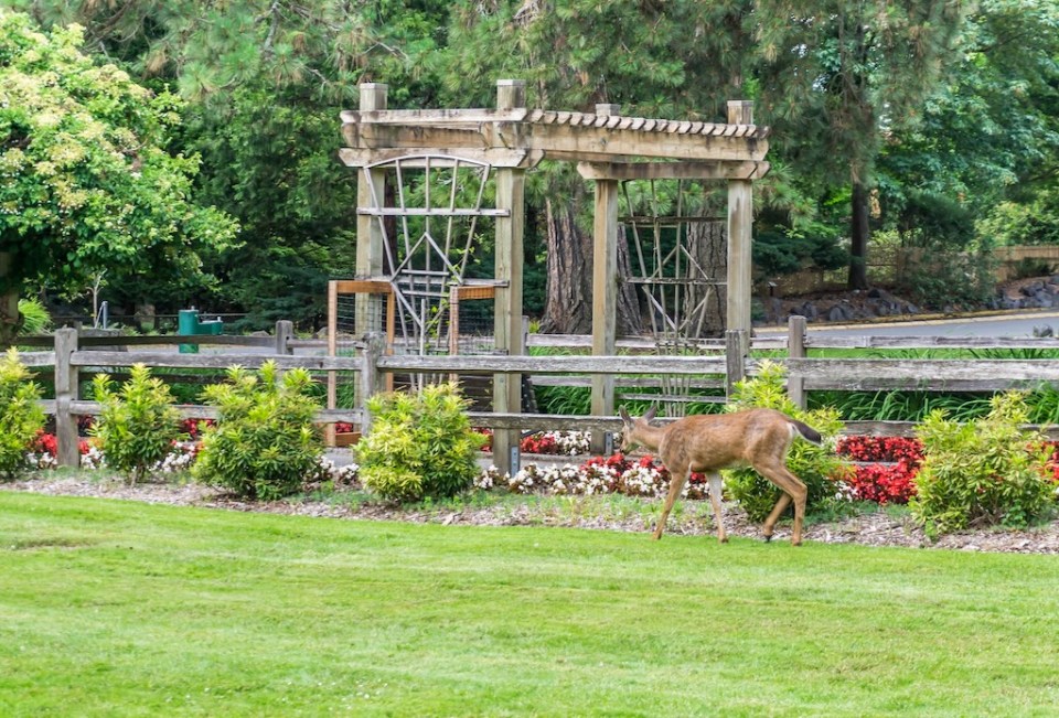 A deer wander into the garden area of Point Defiance Park in Tacoma, Washington.