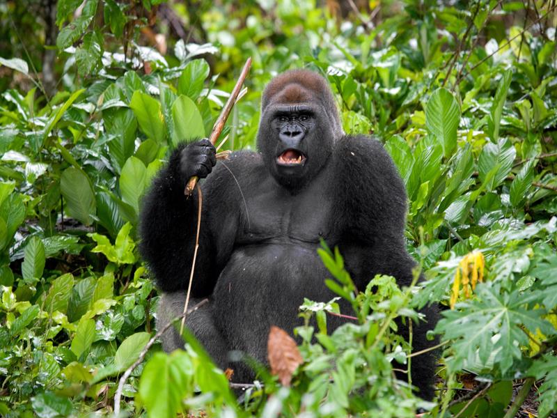 Gorilla in the Bwindi Impenetrable forest uganda