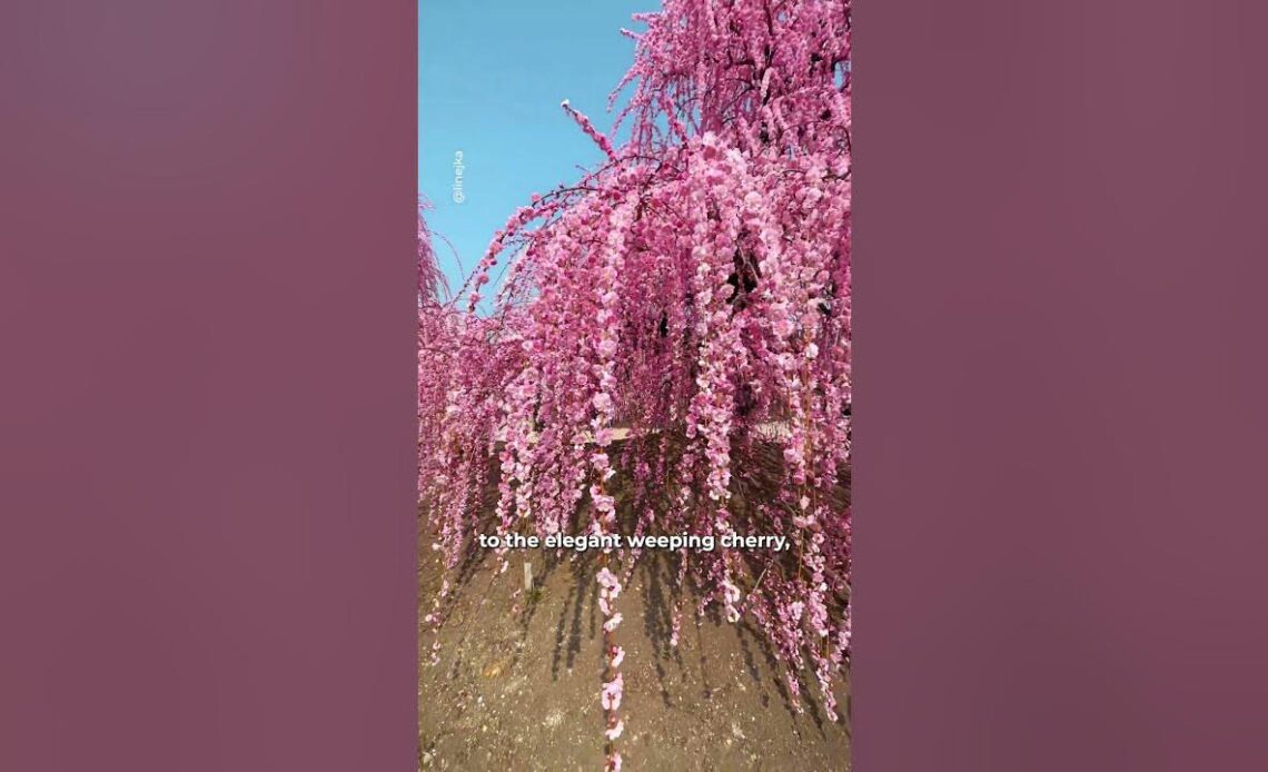 Biggest tips for Japan's cherry blossom season #japan #japancherryblossom #cherryblossom