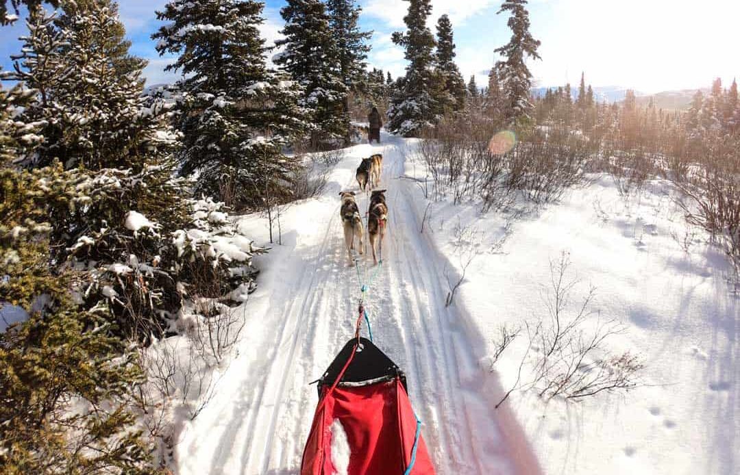 Dog Sledding In Yukon