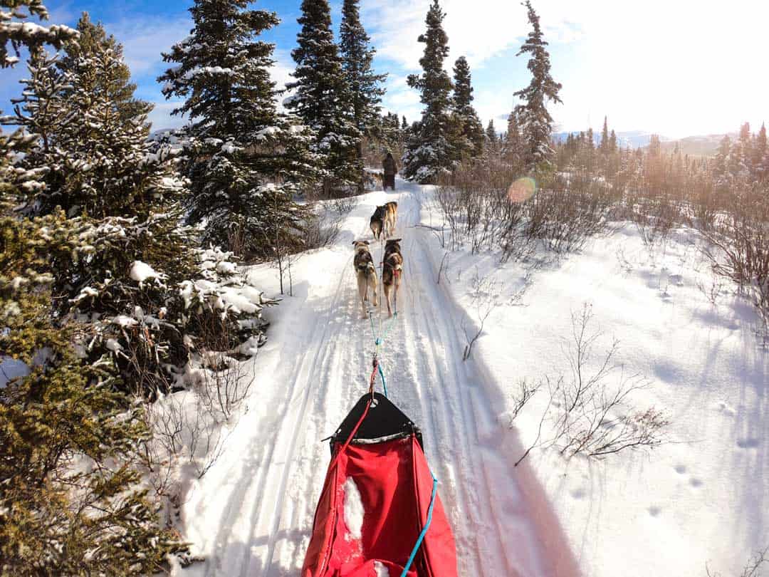 Dog Sledding In Yukon