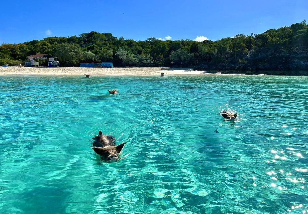 swimming with pigs in the bahamas.heic