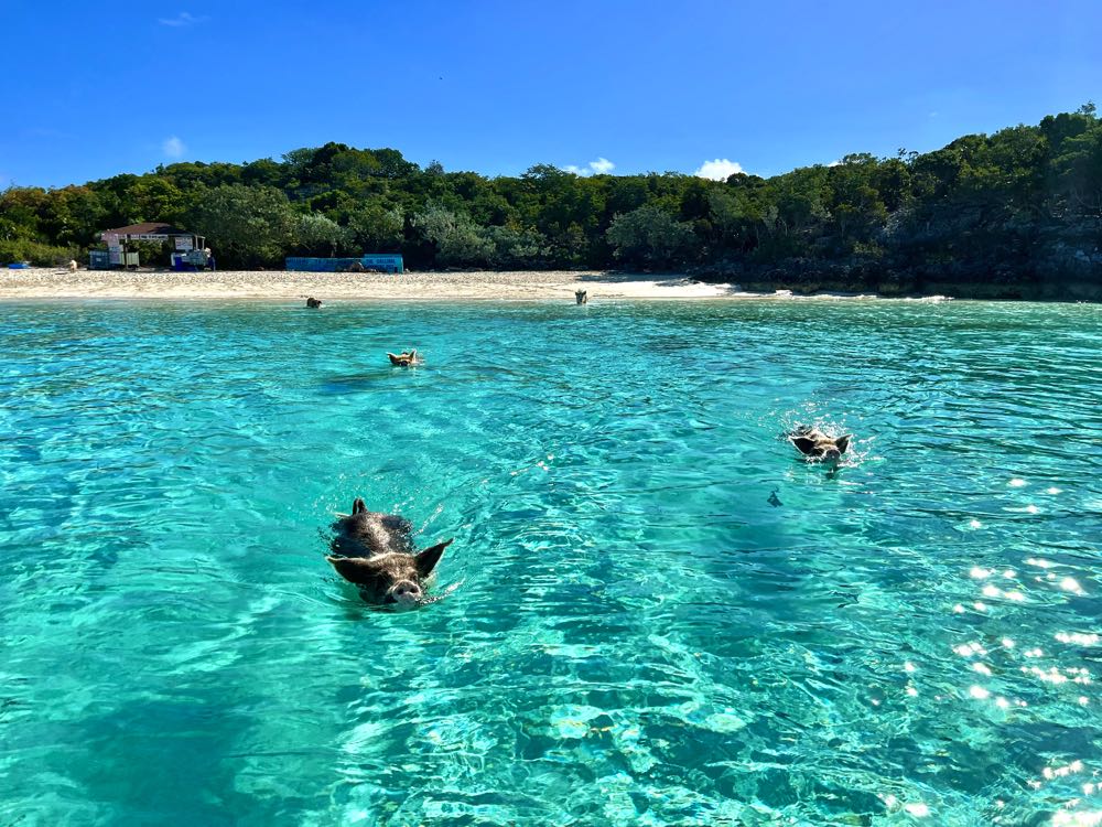 swimming with pigs in the bahamas.heic