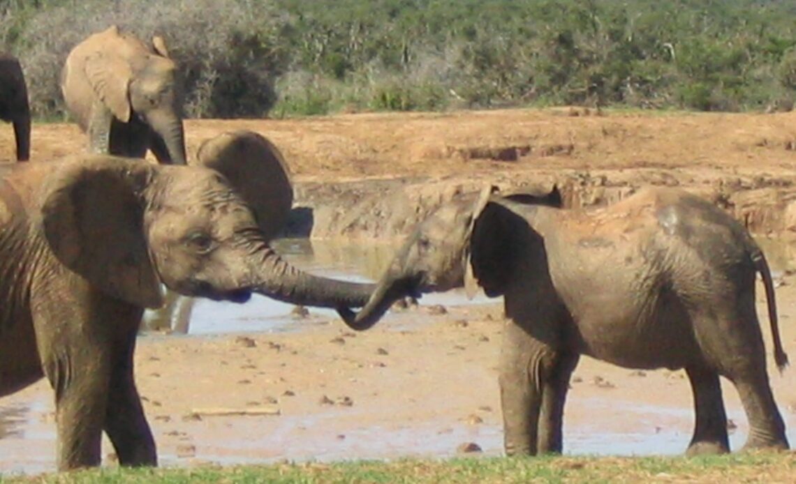 elephants wrapping trunks around each other in greeting