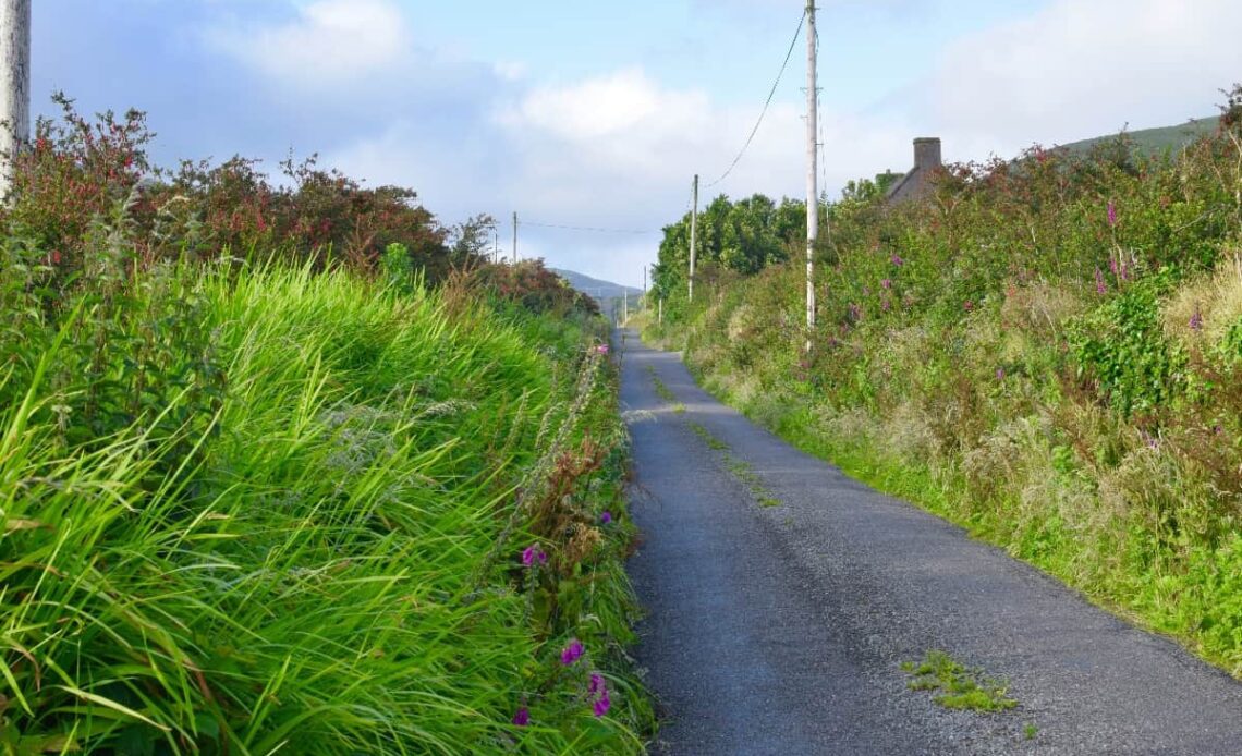 small ireland road surrounded by foliage