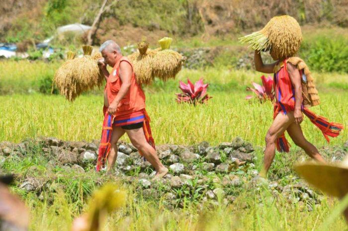 Rice harvest season in Mayoyao (JDP:FBR-PIA CAR, Ifugao) Photos- LGU- Mayoyao