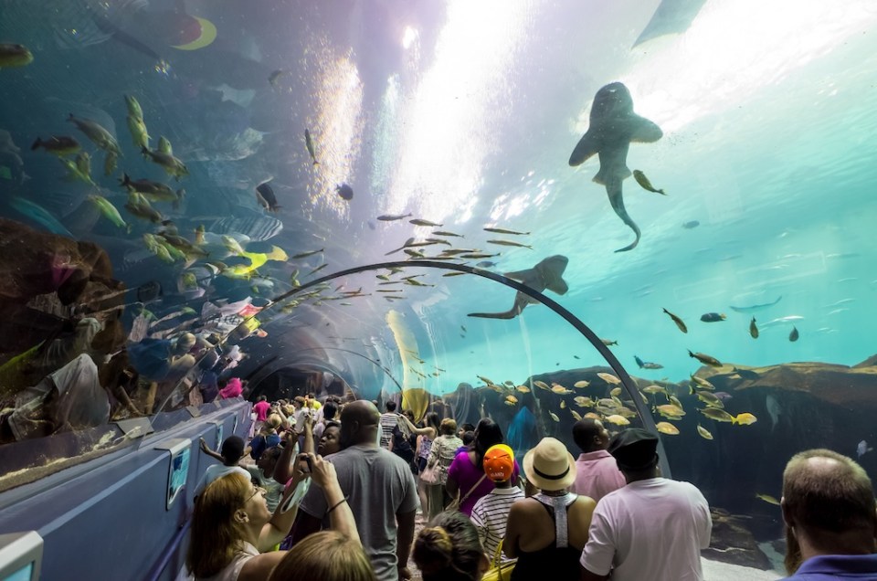 Interior of Georgia Aquarium with the people, the world's largest aquarium holding more than 8 million gallons of water in Atlanta, Georgia on August 2, 2014