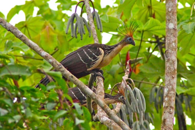 Travel Expeditions -Two Hoatzins in the Peruvian Amazon