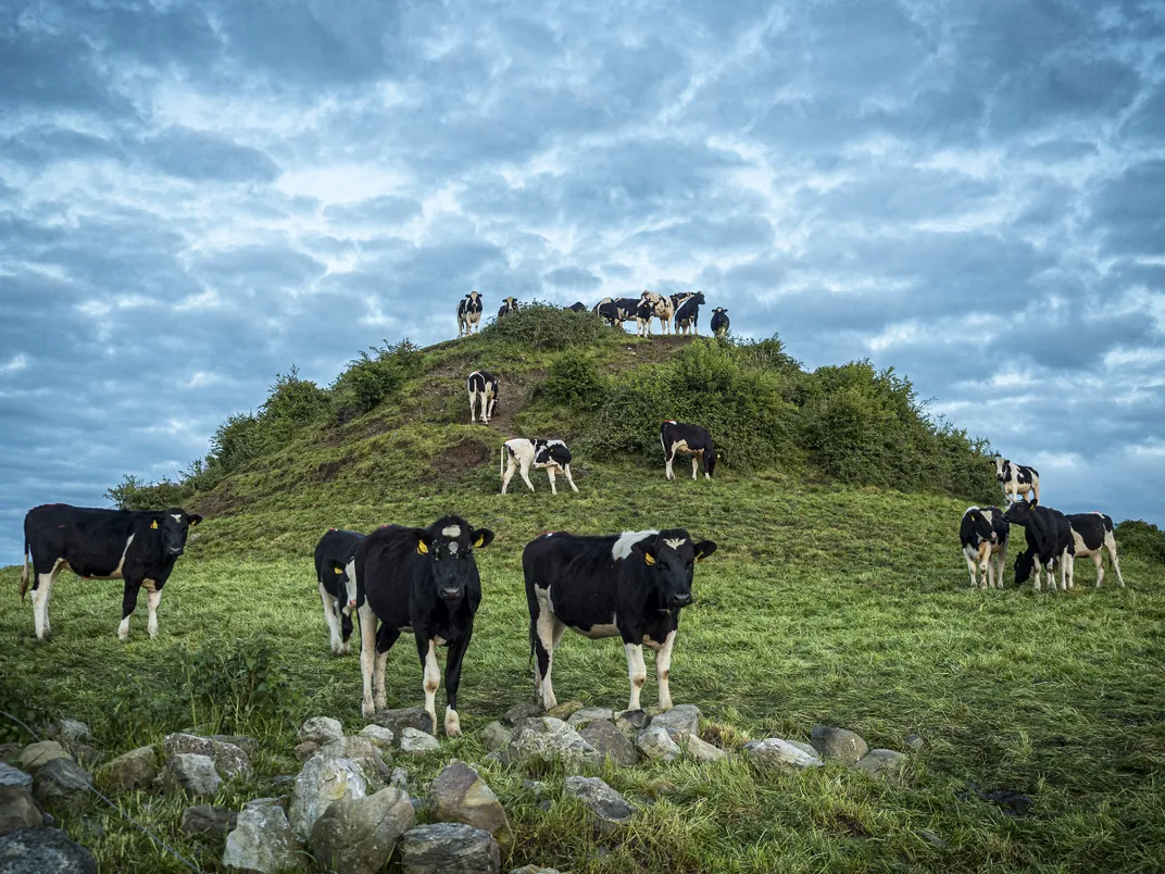 a dozen cows graze