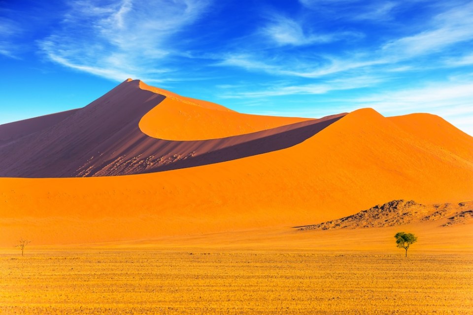 Orange, violet and yellow dunes of the Namib Desert. Small lonely tree in the huge desert. 