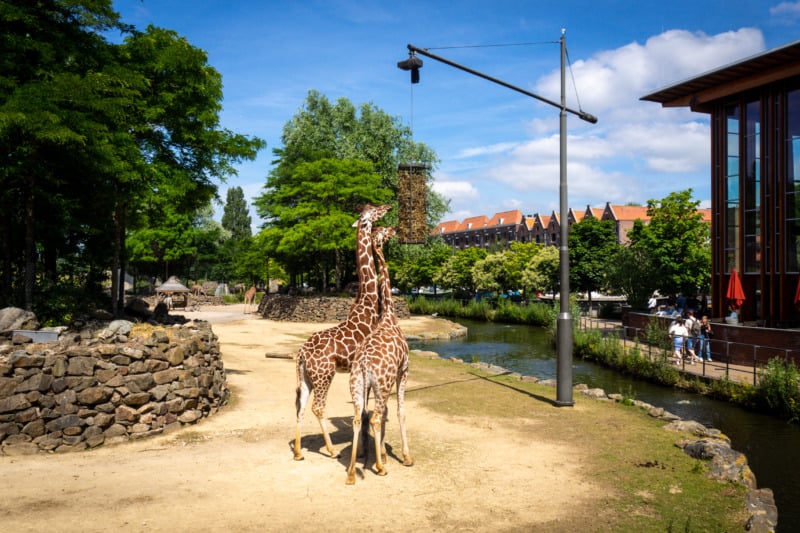 ARTIS Royal Zoo - An Authentic Review for Visiting