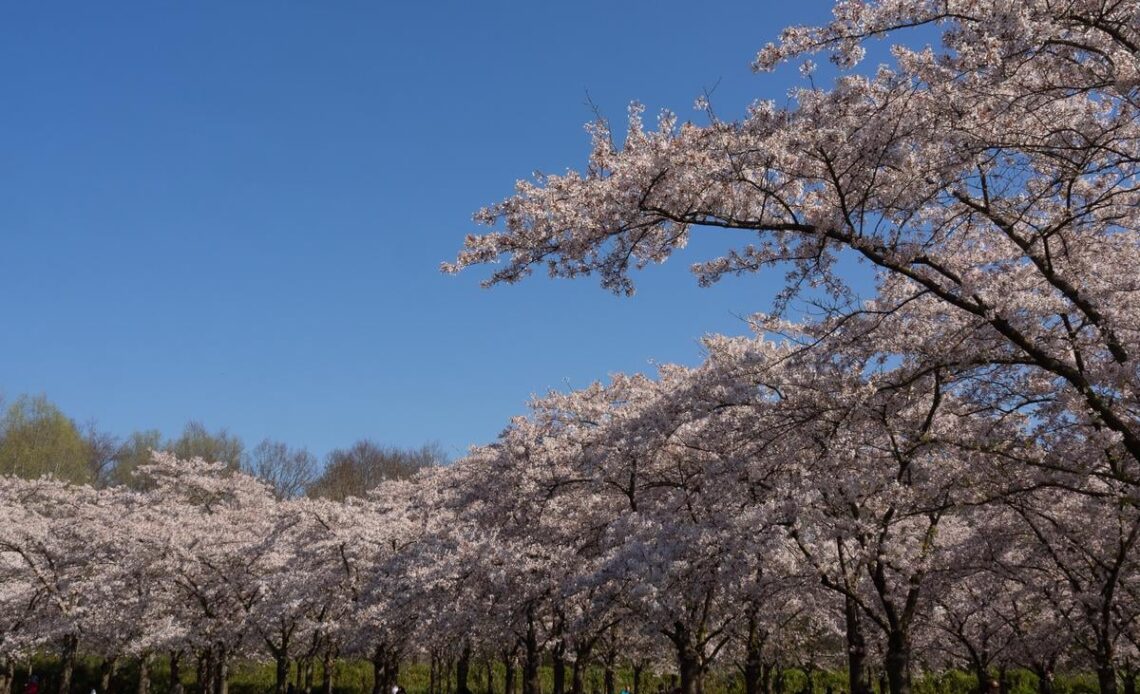 Embrace Spring: Why Bloesempark is Amsterdam’s Go-To Cherry Blossom Destination