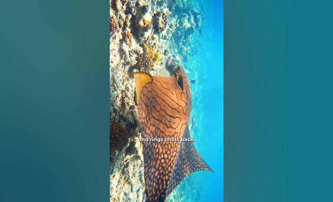 Rare Ornate Eagle Ray Spotted in the Maldives 🔍🌊🇲🇻 📽 - moodhumeehaa