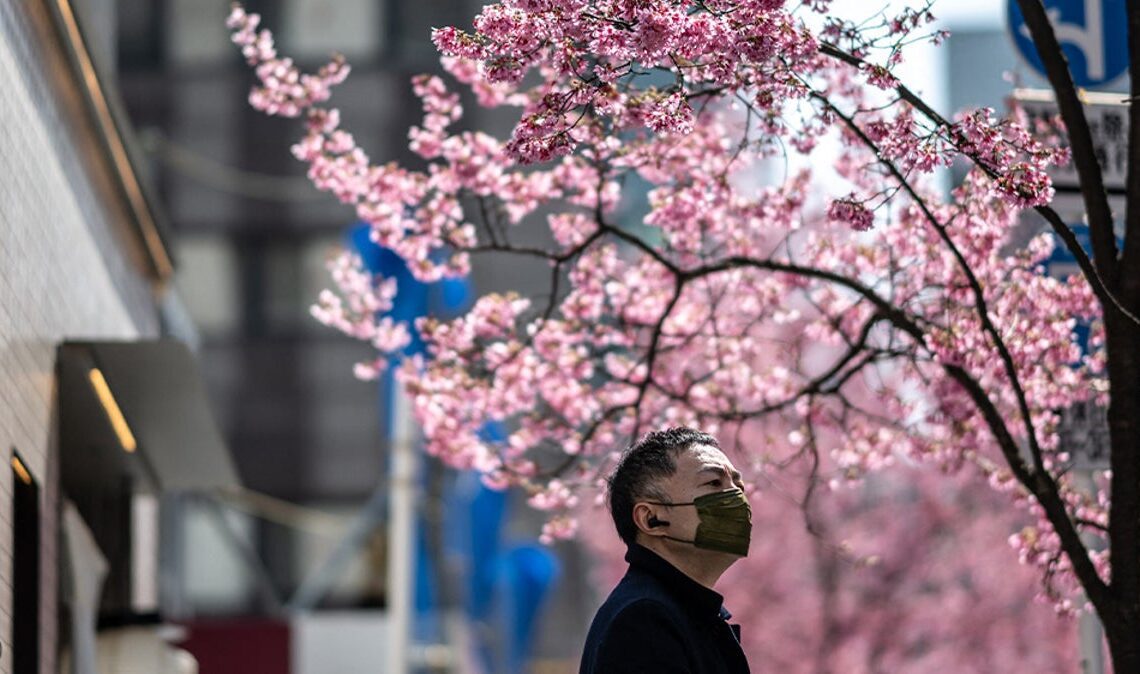 Stunning cherry blossom trees bloom early in Japan for spring | Lifestyle