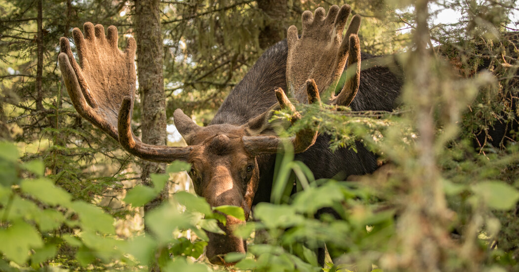 What to Do If You Are Confronted by a Moose