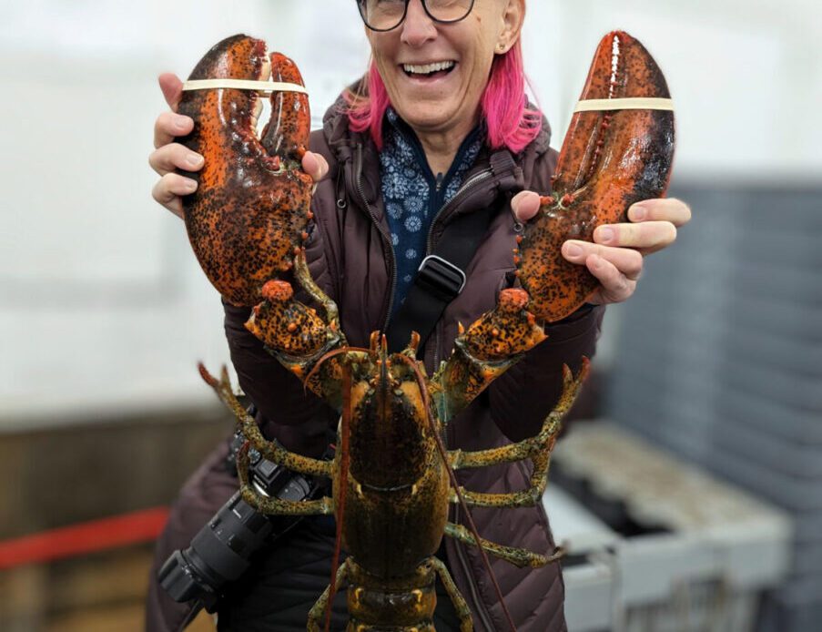 nova scotia lobster