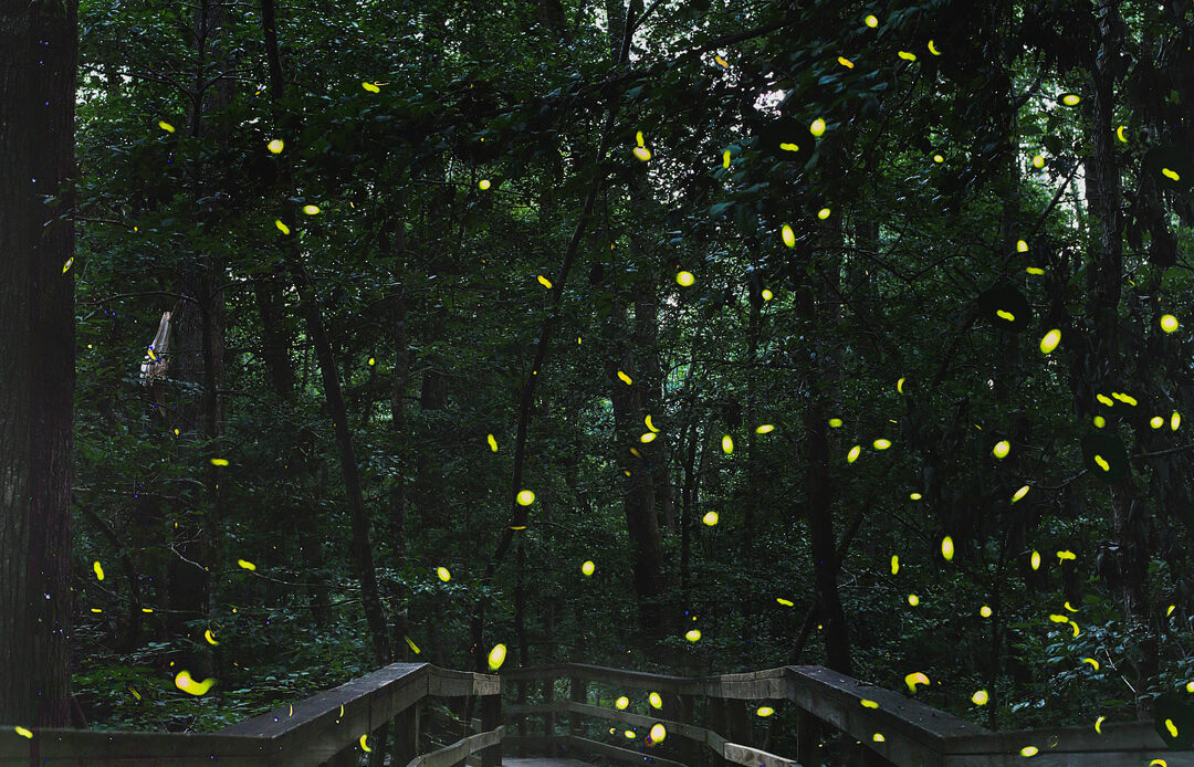 Planning to visit Congaree National Park for the synchronous fireflies? Check out this pin and save it to see the ultimate guide to the national park. Check out our list of the best things to do in Congaree National Park, which ranger program you should sign up for, how to pack for the trip, and where you should stay. // Local Adventurer #localadventurer #discoverSC #southcarolina #visittheusa #realcolumbiasc