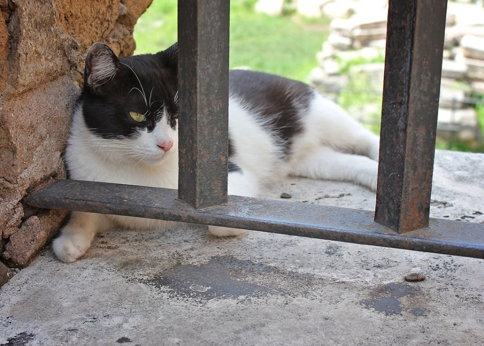 Largo di Torre Argentina Cat Sanctuary