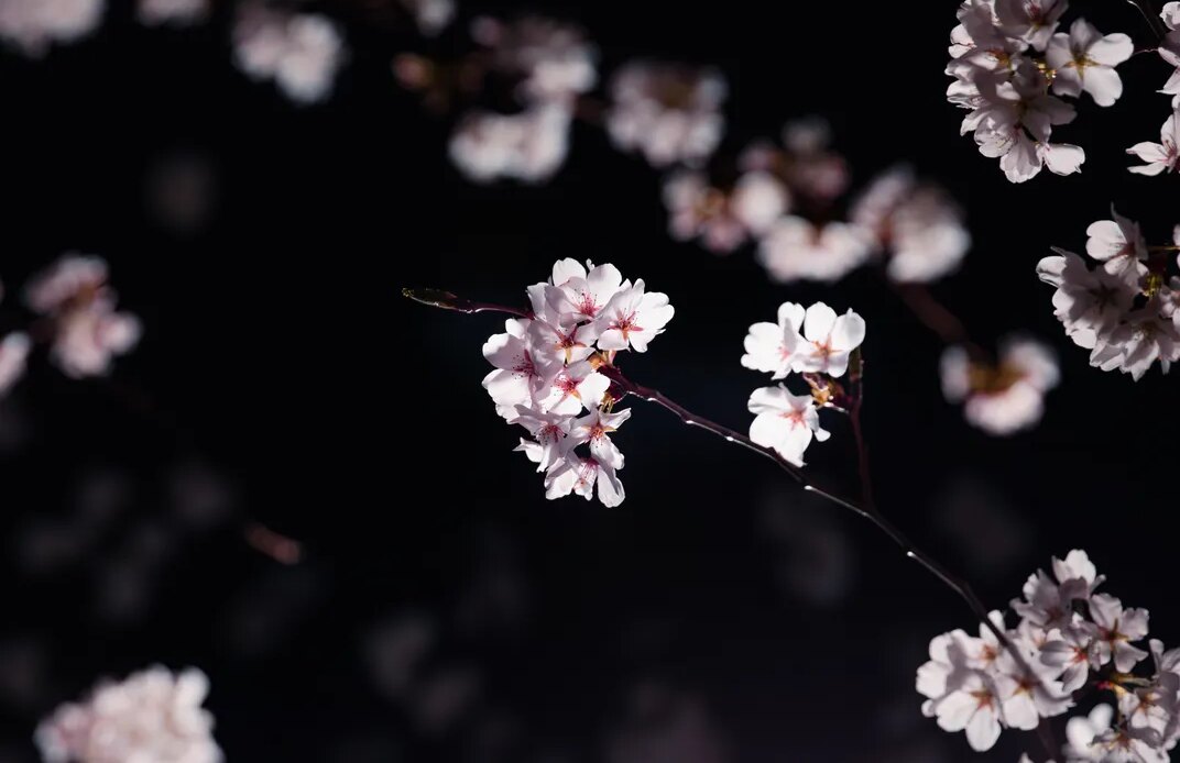 Night Blossoms