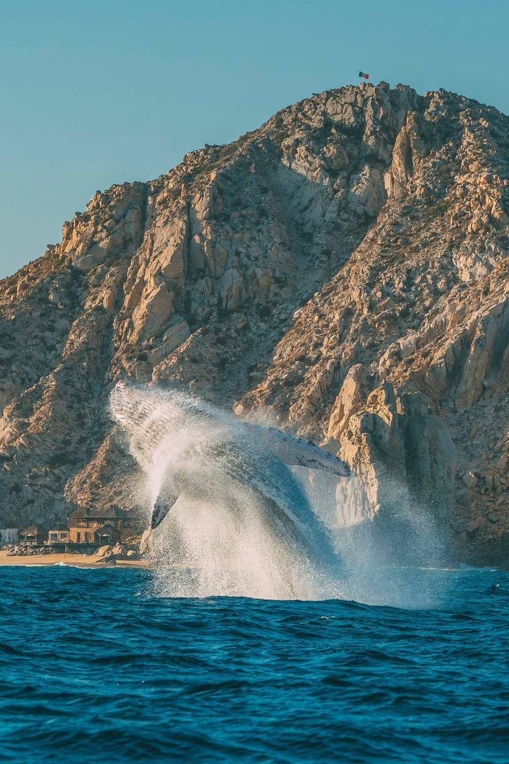 Best Things To Do In Cabo Mexico Humpback whale Cabo San Lucas Tour