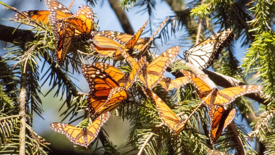 Monarch Butterflies on the tree branches at the Monarch Butterfly Biosphere Reserve in Michoacan, Mexico, a World Heritage Site