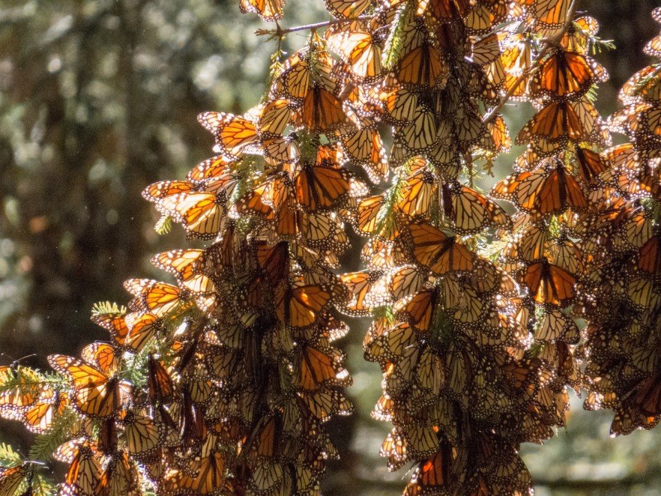 onarch Butterflies on the tree branches at the Monarch Butterfly Biosphere Reserve in Michoacan, Mexico