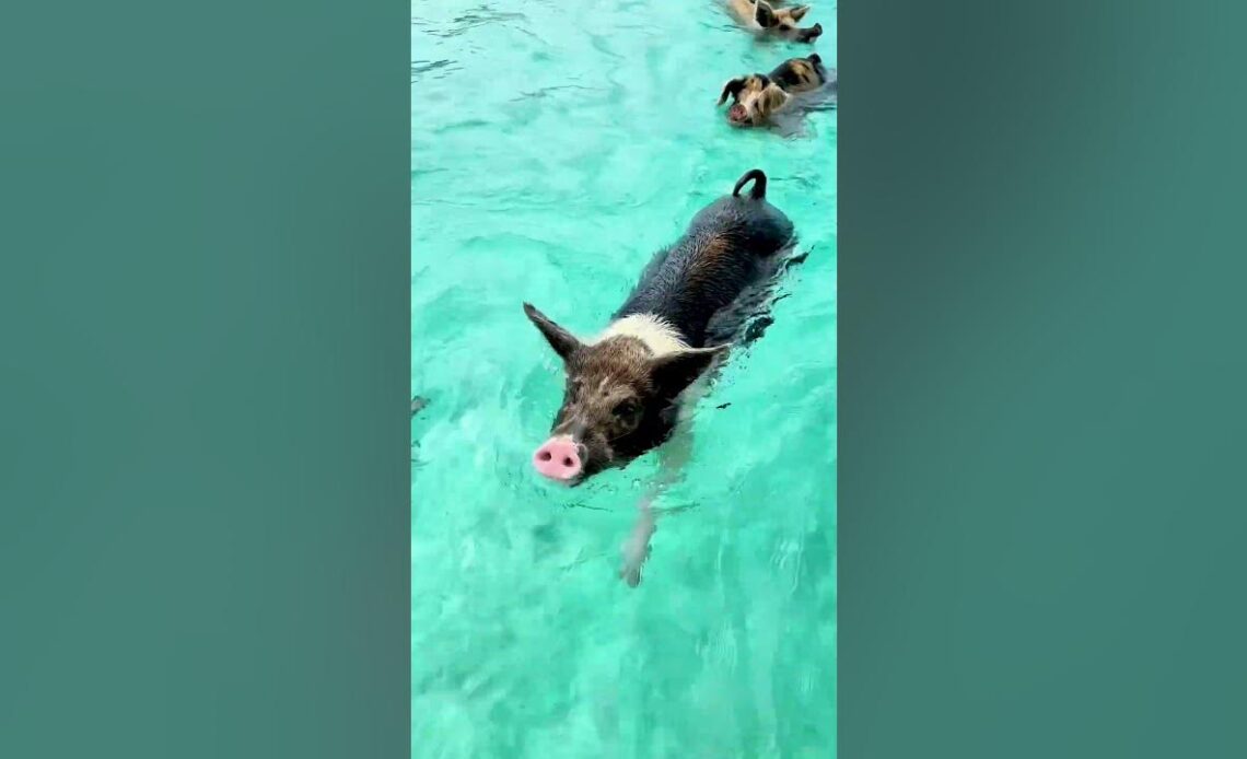 @thecapturingcouple traveled all the way to the Bahamas to swim with pigs! 🐷🏝️