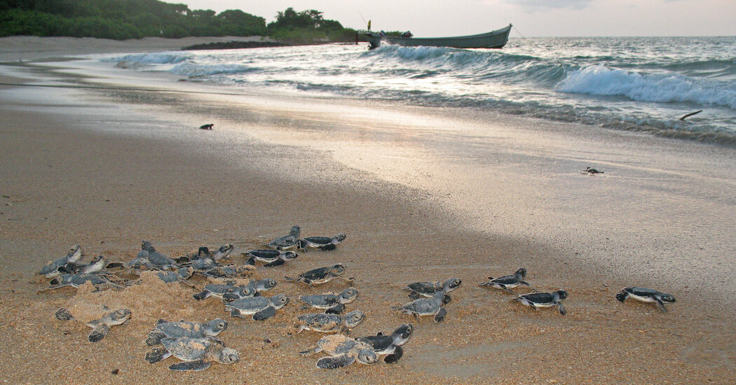 A Major Sea Turtle Nesting Site, on Bijagos Islands, Is Worlds Away From Crowds
