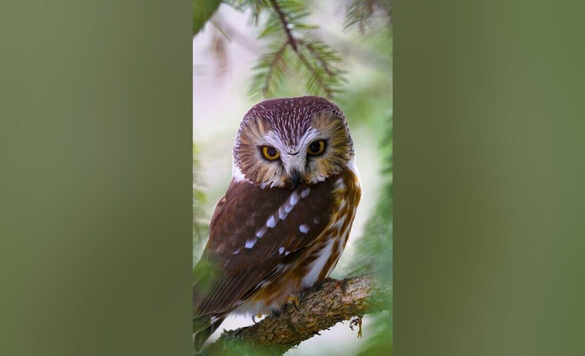 Amazing shot of a Northern Saw-Whet Owl 🦉 📽 connor_h_w #canada #wildlifephotography #wildlife
