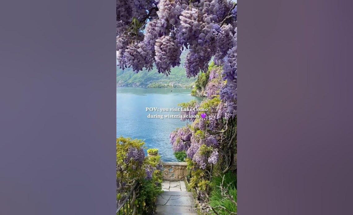 The best time to visit to see the wisteria bloom is in April! 🌸 📽 - brigrc #italy #lakecomoitaly