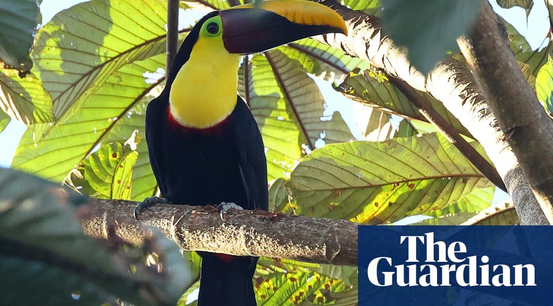 The perfect blend: how coffee farms in Costa Rica are mixing wildlife, agriculture and tourism | Costa Rica holidays
