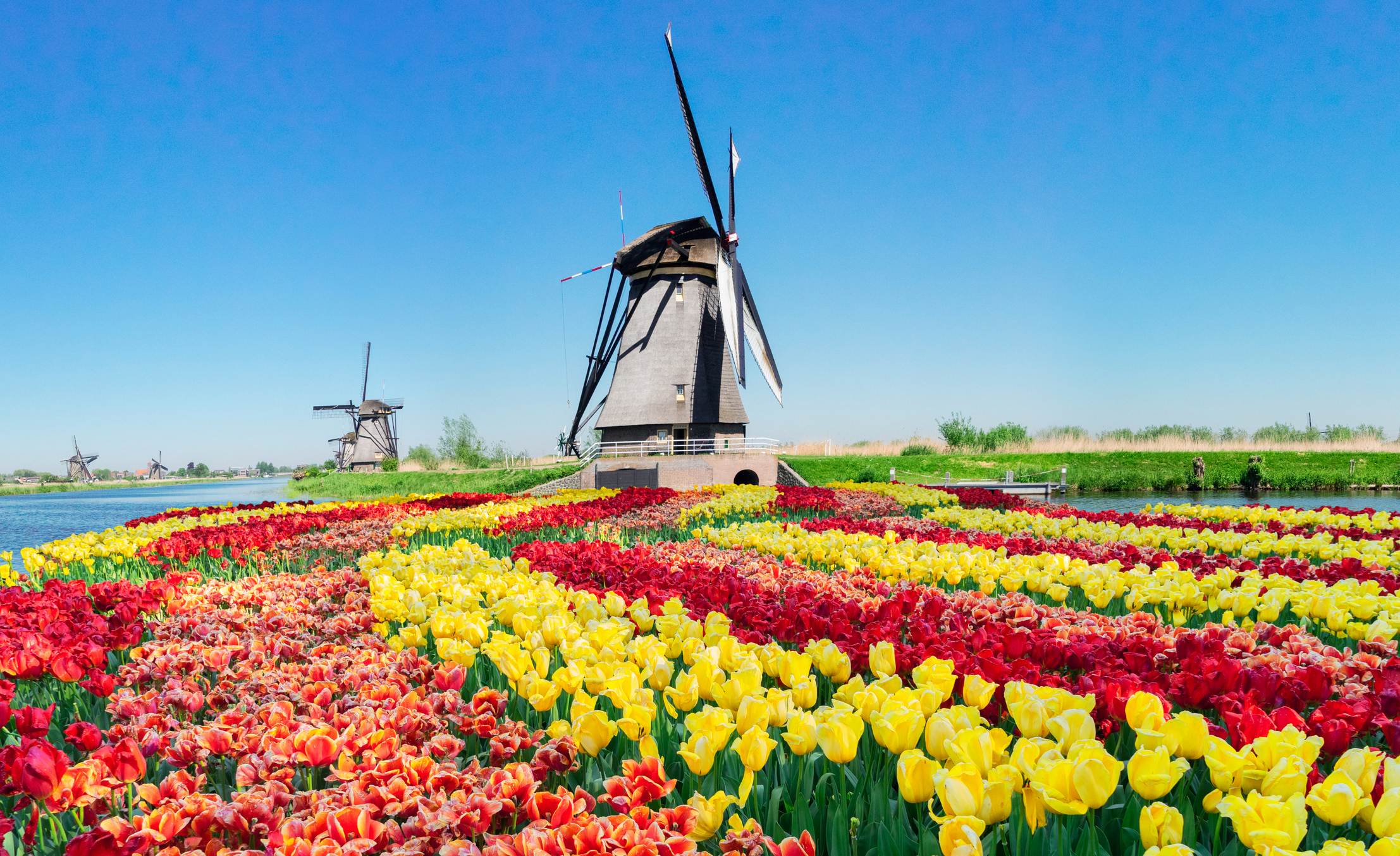 Windmills and tulips in Kinderdijk. The Netherlands is one of the world's top floral destinations (photo: neirfy, iStock license).