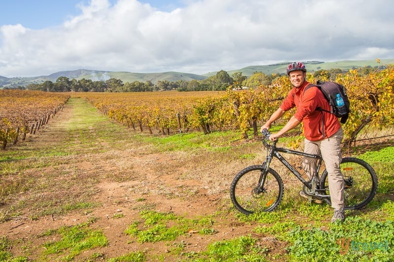 man on bike in the middle of the vineyards in the Barossa Valley, 