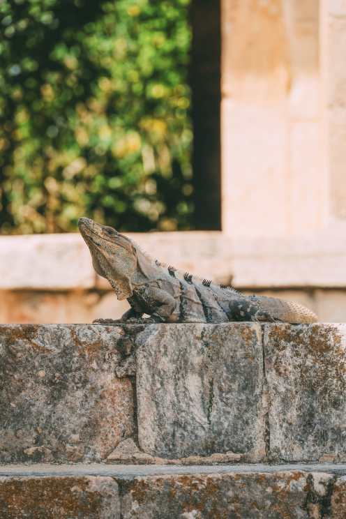 Exploring The Ancient Mayan Ruins Of Uxmal And Cenotes Hacienda Mucuyche In Mexico's Yucatan Peninsula