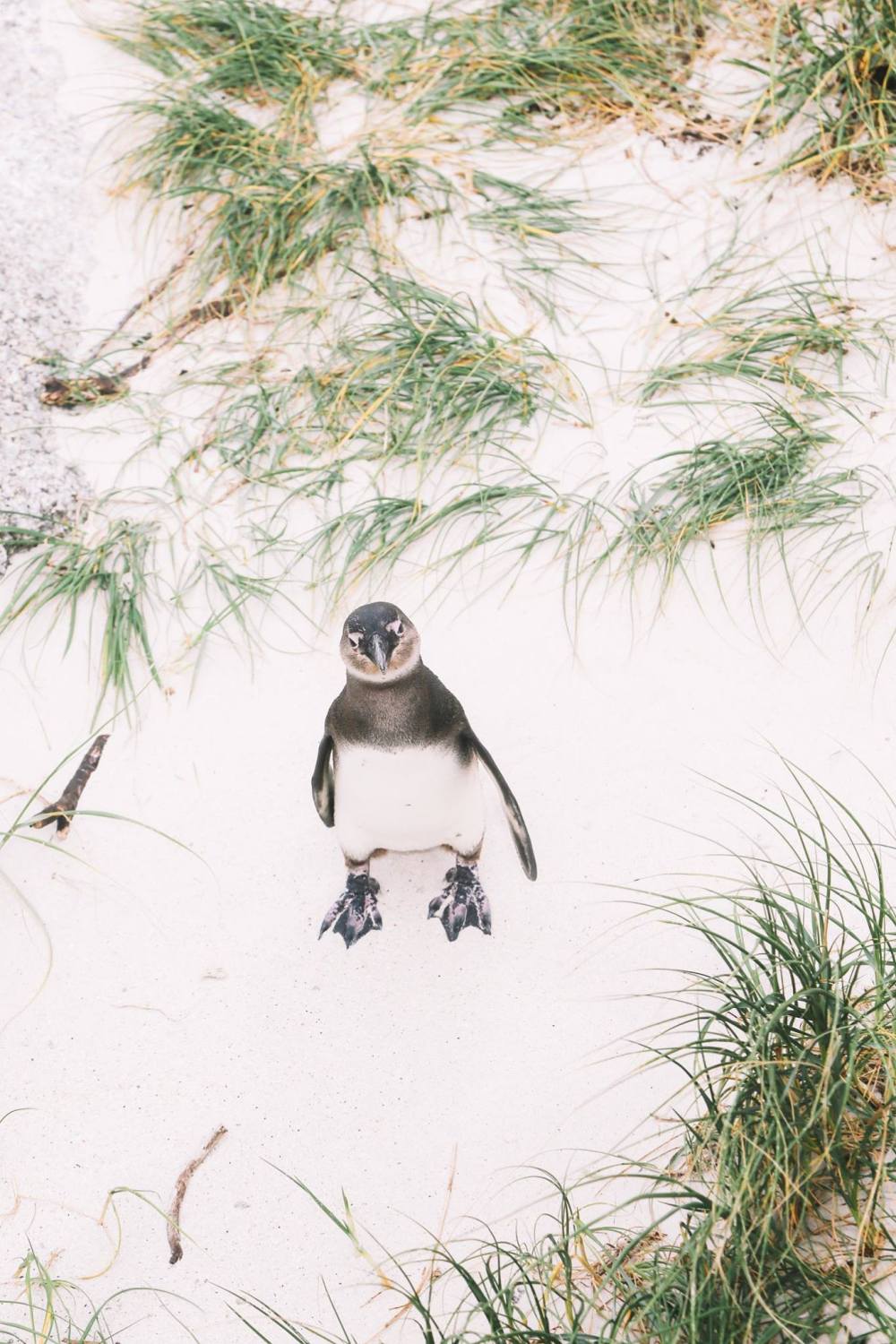 How To Visit Penguin Beach In South Africa (15)
