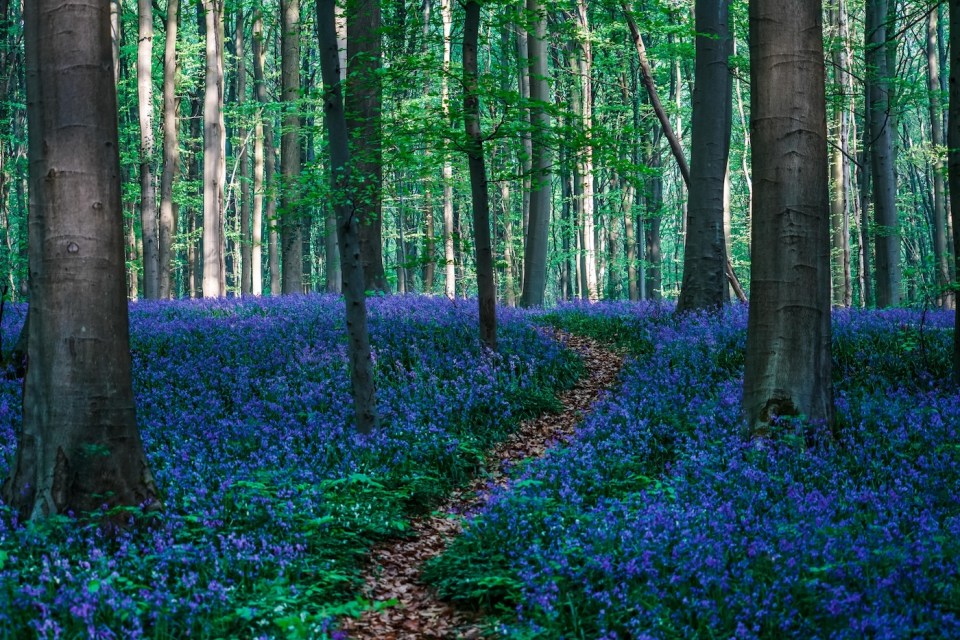 Beautiful blue forest Hallerbos in Belgium