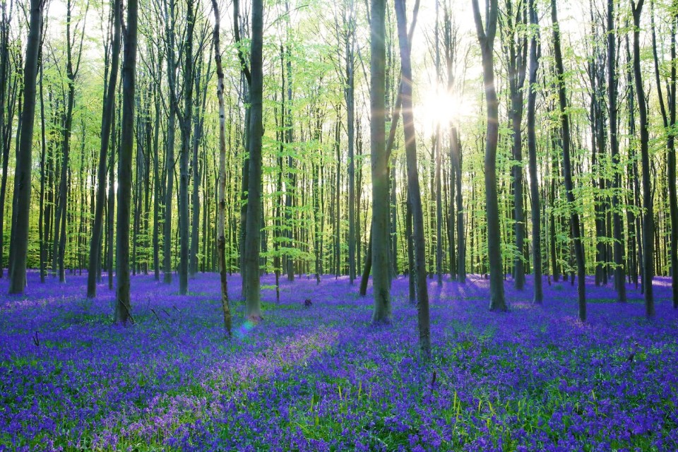 Beautiful spring forest with carpet of bluebells or wild hyacinths on a sunny day, Belgium, Halle