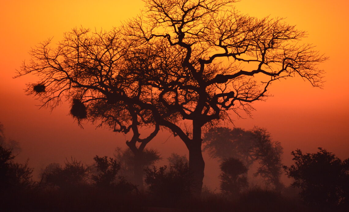 2 - Following a chilly night in July, a winter month in South Africa, fog sets on the plain, and the sun rises over a leafless tree.