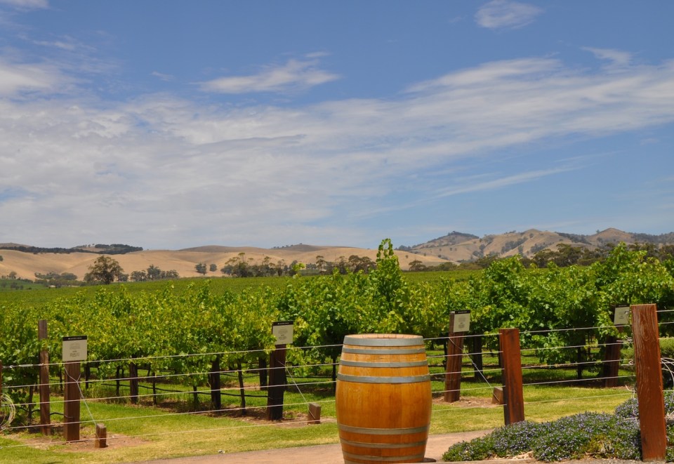 Green vineyards of Jacobs Creek winery, in the Barossa Valley, South Australia, one of Australia's premier wine making regions