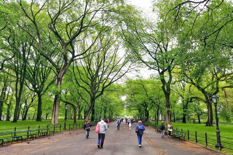 people walking through avenue of trees in Central Park in NYC