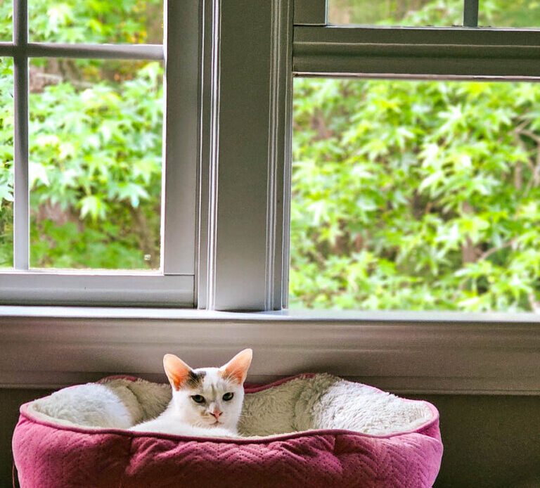 white cat sitting in cat bed near window with forest view