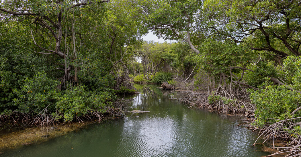 In the Caribbean, Mangroves Draw Visitors in Search of Wildlife and Quiet