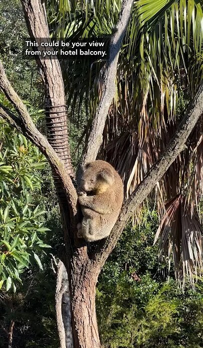 Luxury ZOO HOTEL in Australia?!?! I saw this little guy from my hotel room! #shorts #australia